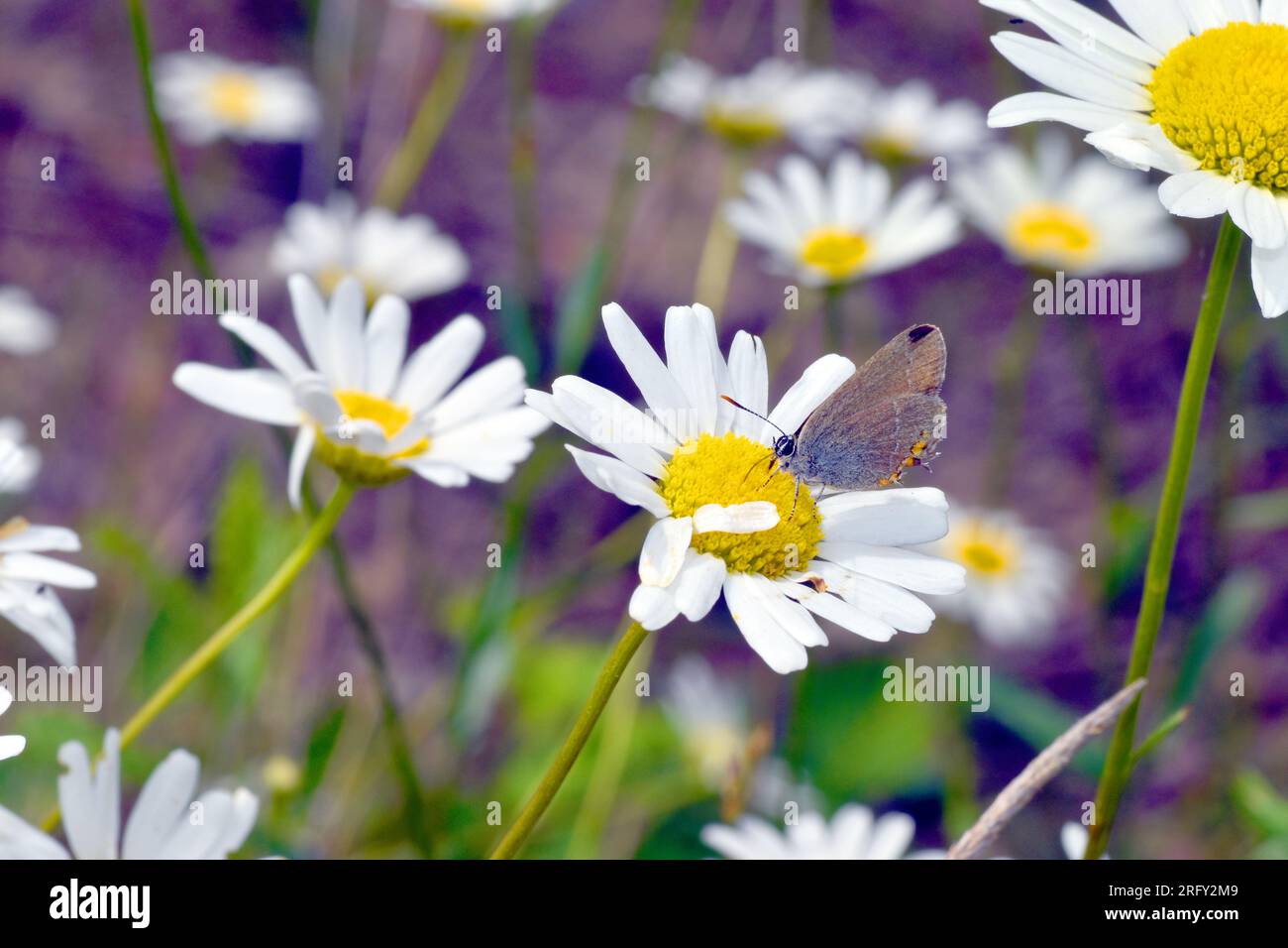 A small butterfly feeds on the flowers of a daisy. Stock Photo