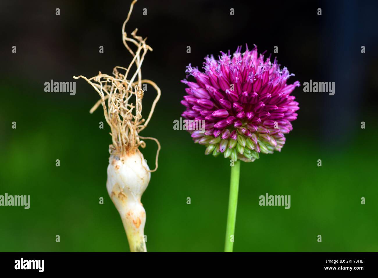 Detail of the inflorescence and bulb of an edible wild garlic (Allium