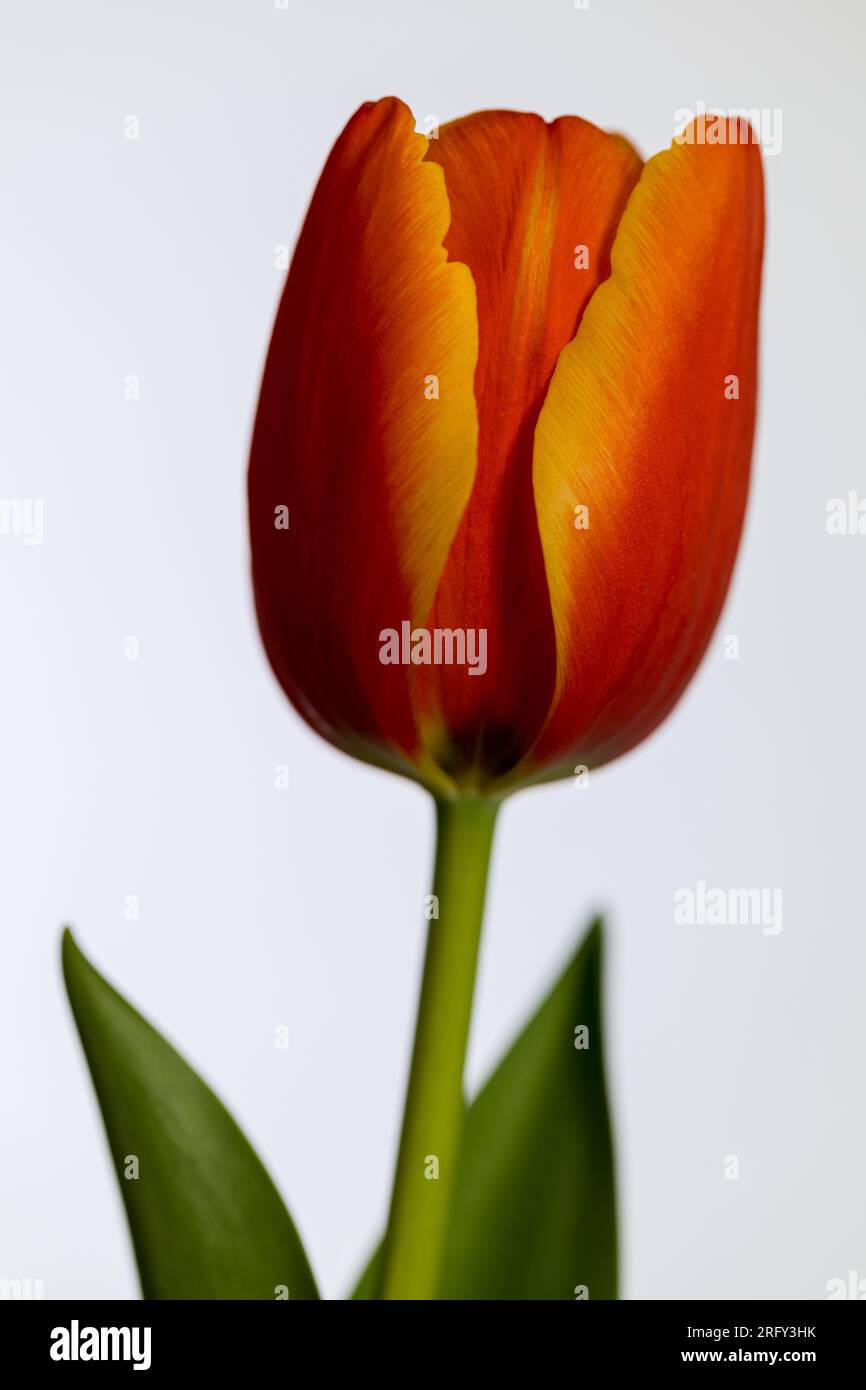 Red tulip on a white background. Stock Photo