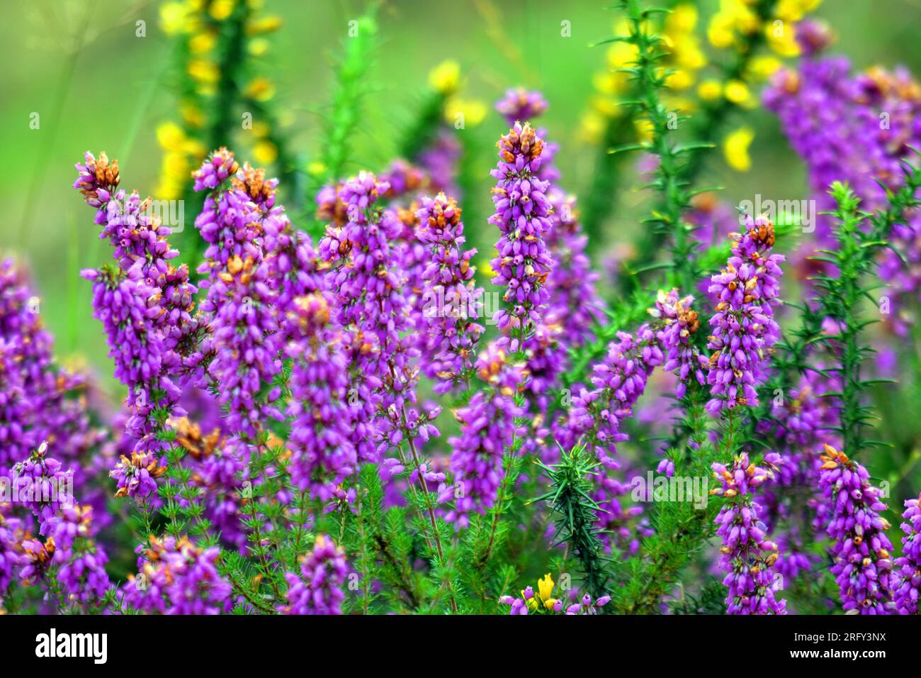 Group of the bell heather (Erica cinerea) on a green and yellow background and with selective blur. Stock Photo
