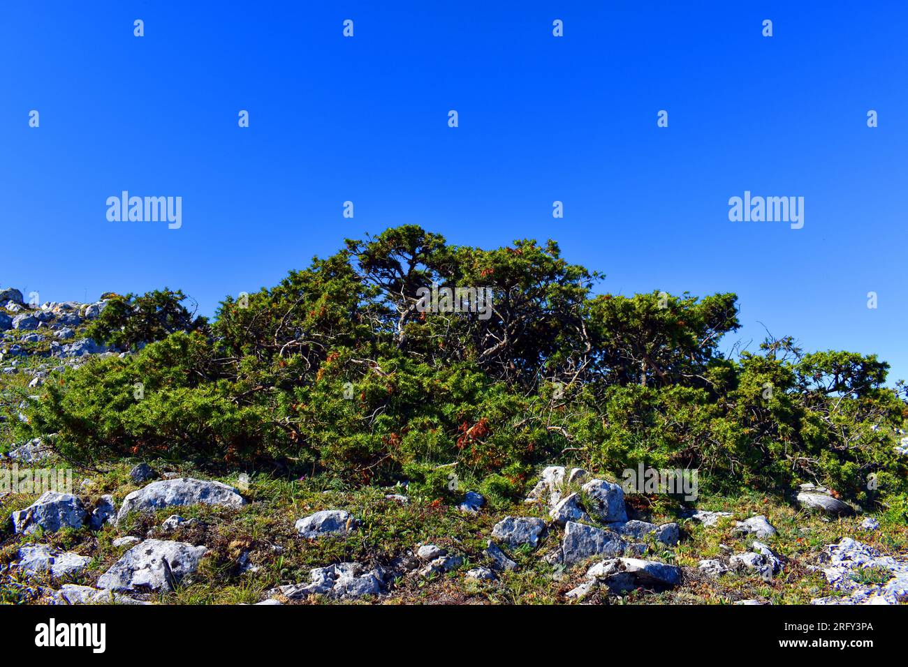Common alpine juniper (Juniperus communis subsp. alpina) on top of a mountain and a blue sky Stock Photo