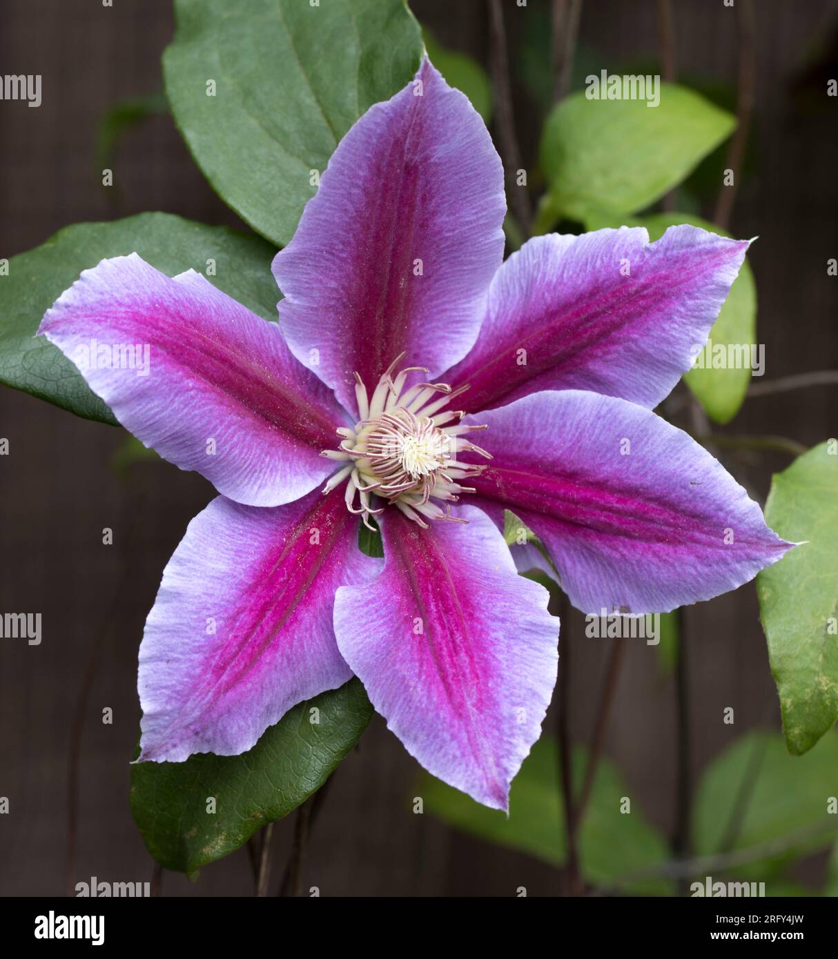 Clematis Flower Head Stock Photo Alamy