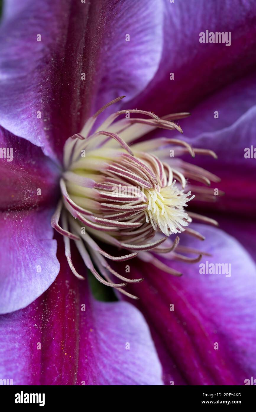 Clematis Flower Head Stamen Stock Photo