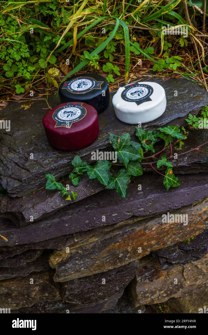 BETHESDA, WALES: Illustrative Editorial of Snowdonia Cheese Company Black Bomber Ruby Mist and Truffle Trove cheese truckles on a wet old slate wall, Stock Photo