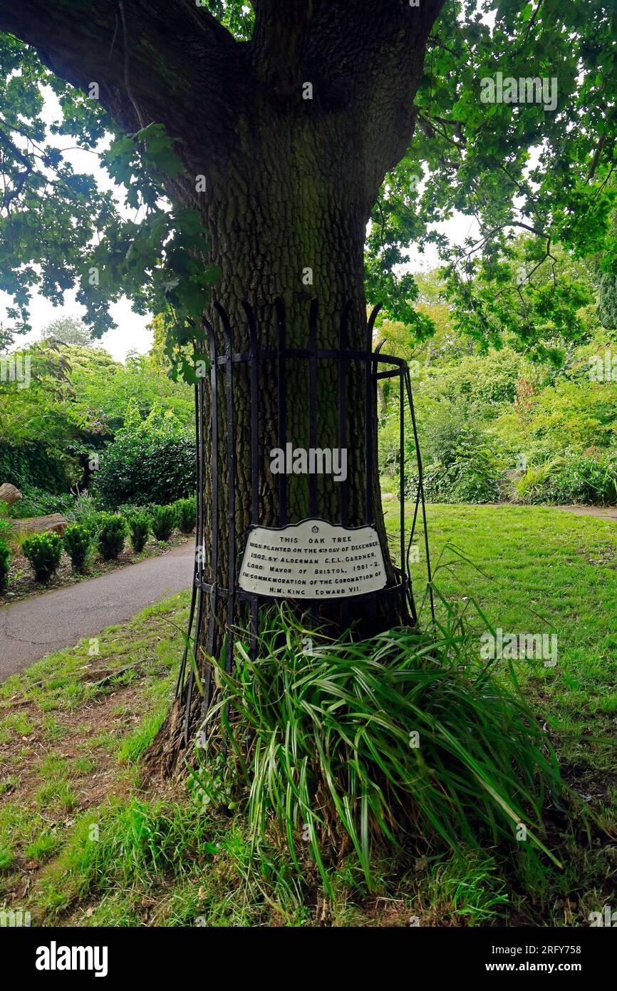 Plaque to commemorate coronation of King Edward 7th on and oak tree at Brandon Hill park, Bristol in 1902. Taken August 2023. Summer Stock Photo