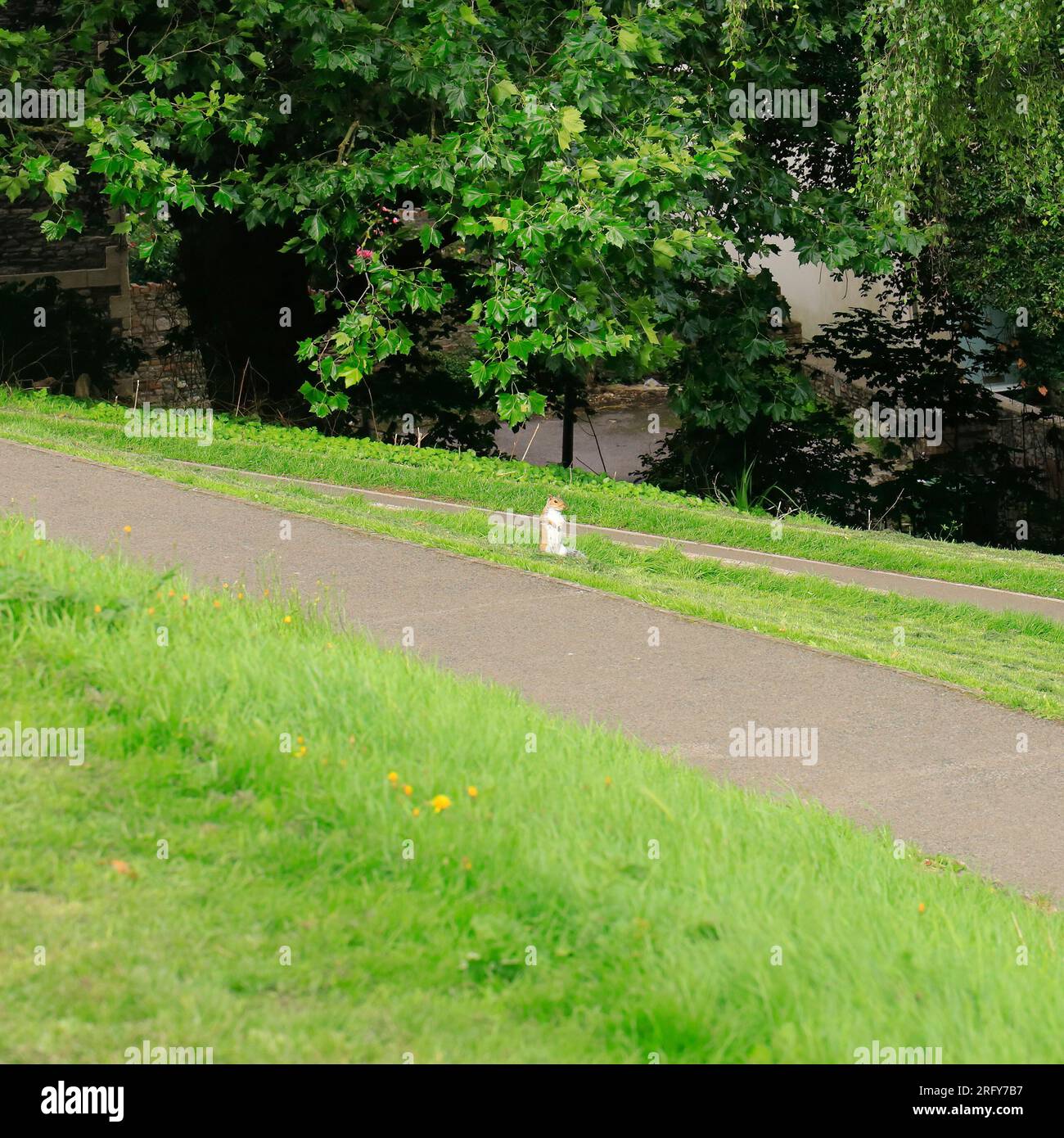 Single,small grey squirrel in large open space, Brandon Hill Park, Bristol. August 2023. Summer. Sciurus carolinensis. Stock Photo