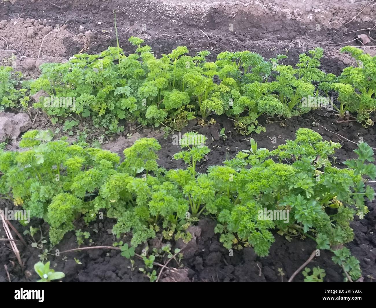 spring background: vegetable garden beds with young greens Stock Photo ...
