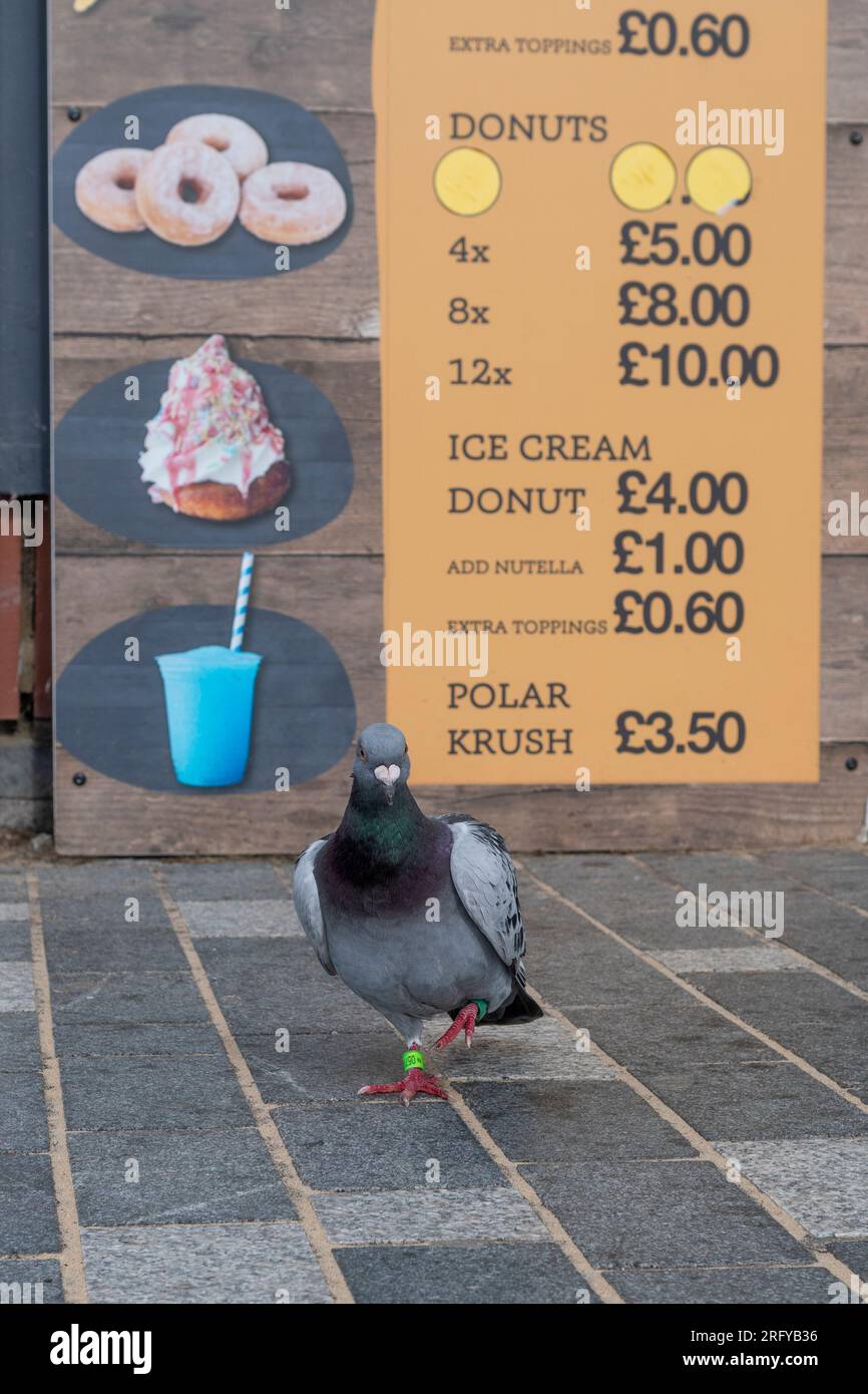 Pigeon by a food stall price list Stock Photo Alamy
