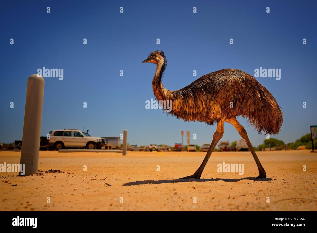 Big Emu walks in parking place with the car in back - Dromaius novaehollandiae second-tallest living bird after its ratite relative the ostrich, endem Stock Photo