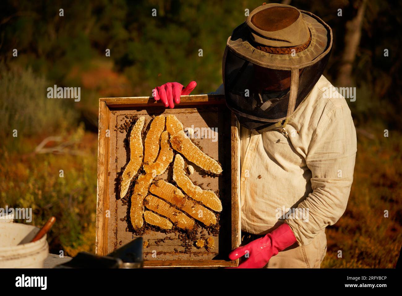 Beekeeping or apiculture, care of the bees, working hand on honey, apiary (also bee yard) with beehives and working beekeepers in australian outback, Stock Photo