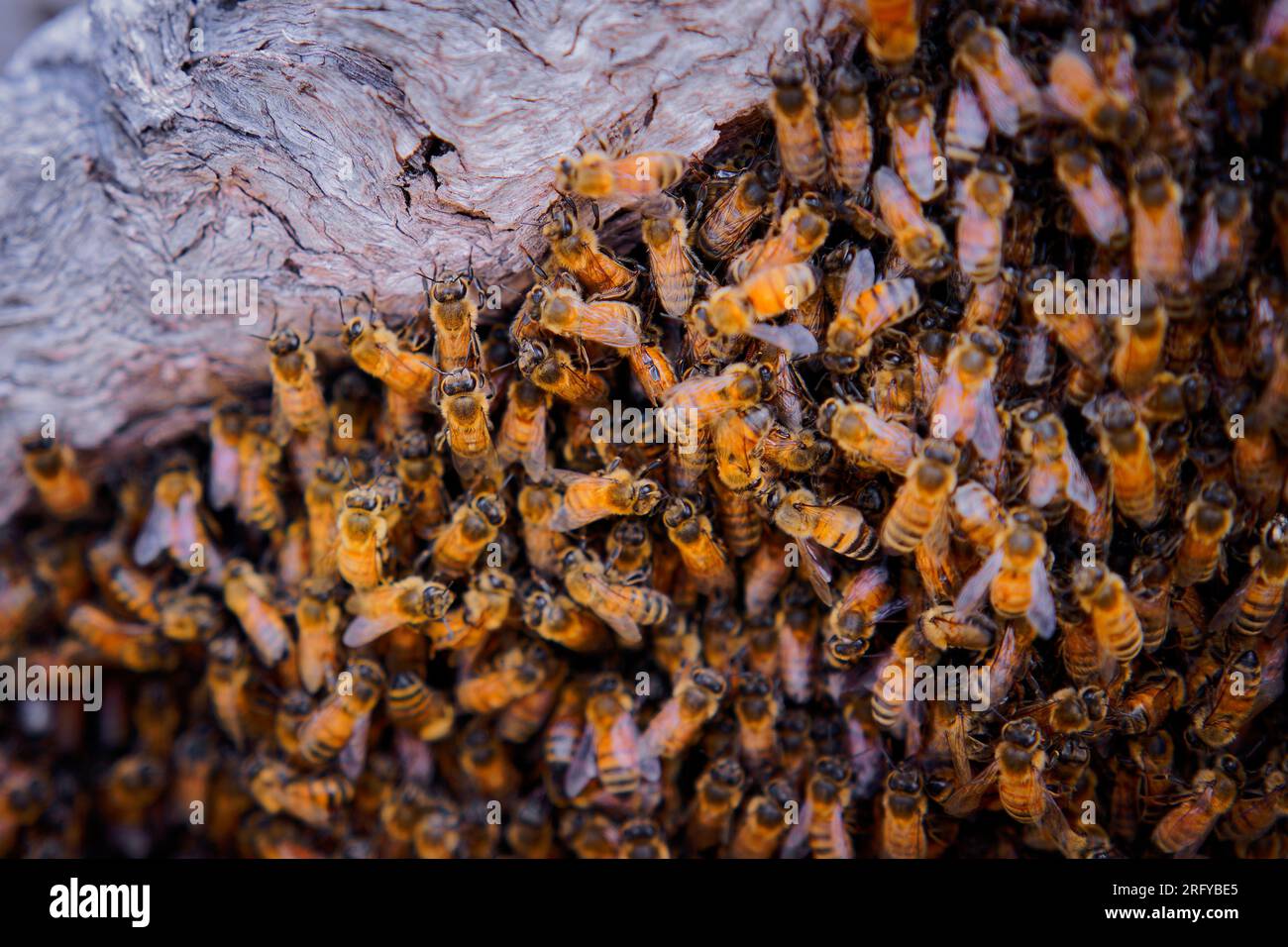 Beekeeping or apiculture, care of the bees, working hand on honey, apiary (also bee yard) with beehives and working beekeepers in australian outback, Stock Photo