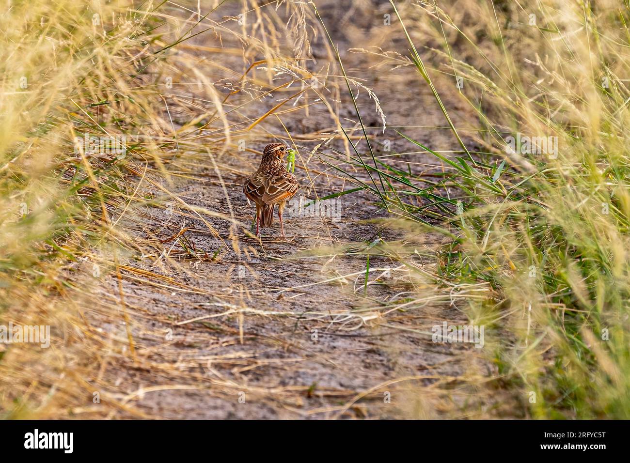 A Bush lark with grasshopper as its food Stock Photo