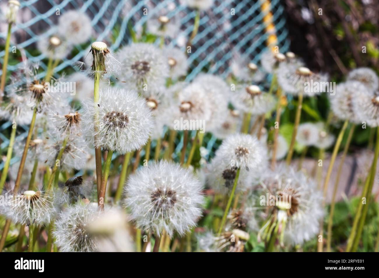 Photo background of macro white fluff against flowers in summer Stock Photo  - Alamy