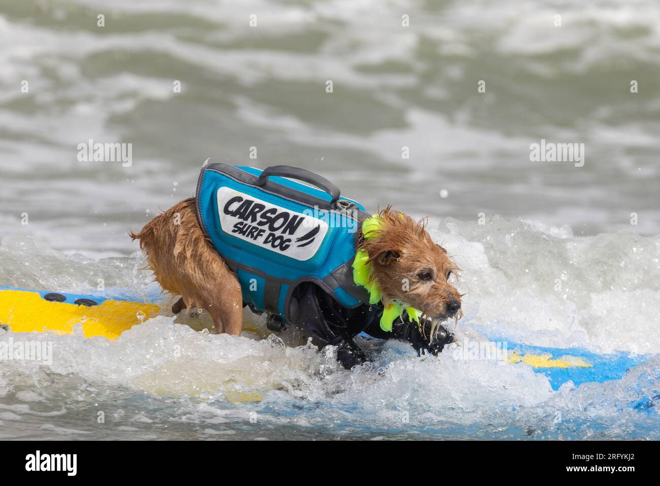 Pacifica, California, USA. 5th Aug, 2023. Catching waves and wagging