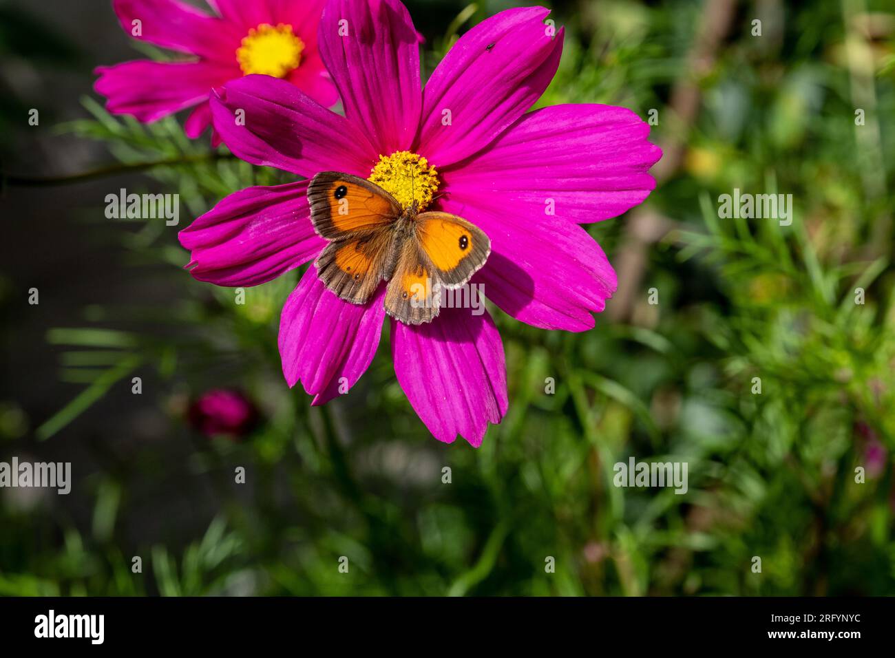 Gate Keeper Butterfly on bright pink flower Stock Photo