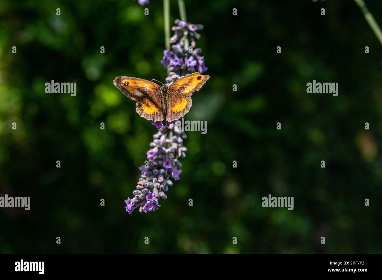 Gate Keeper Butterfly on Lavender bush Stock Photo