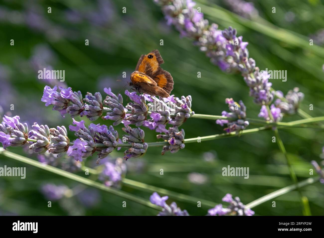 Gate Keeper Butterfly on Lavender bush Stock Photo
