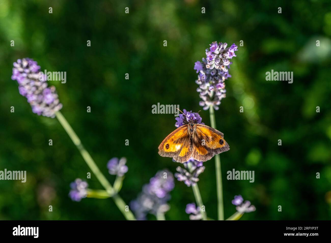 Gate Keeper Butterfly on Lavender bush Stock Photo