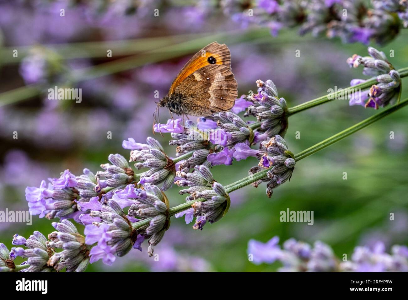 Gate Keeper Butterfly on Lavender bush Stock Photo