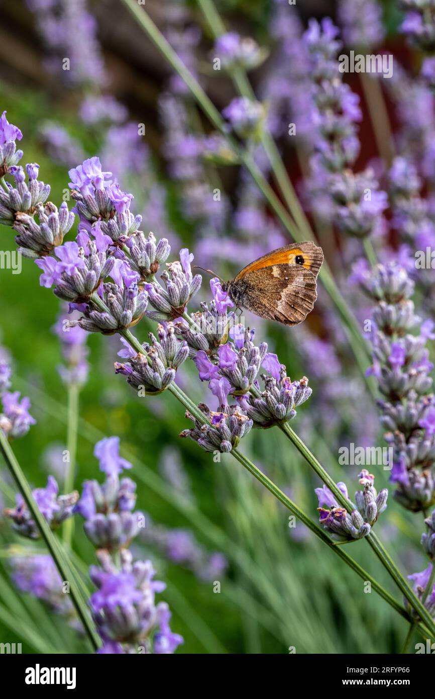 Gate Keeper Butterfly on Lavender bush Stock Photo