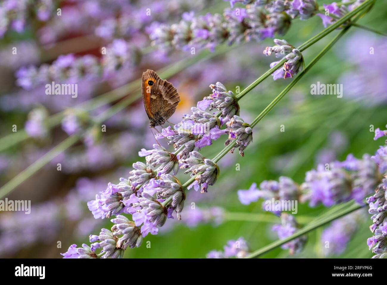 Gate Keeper Butterfly on Lavender bush Stock Photo