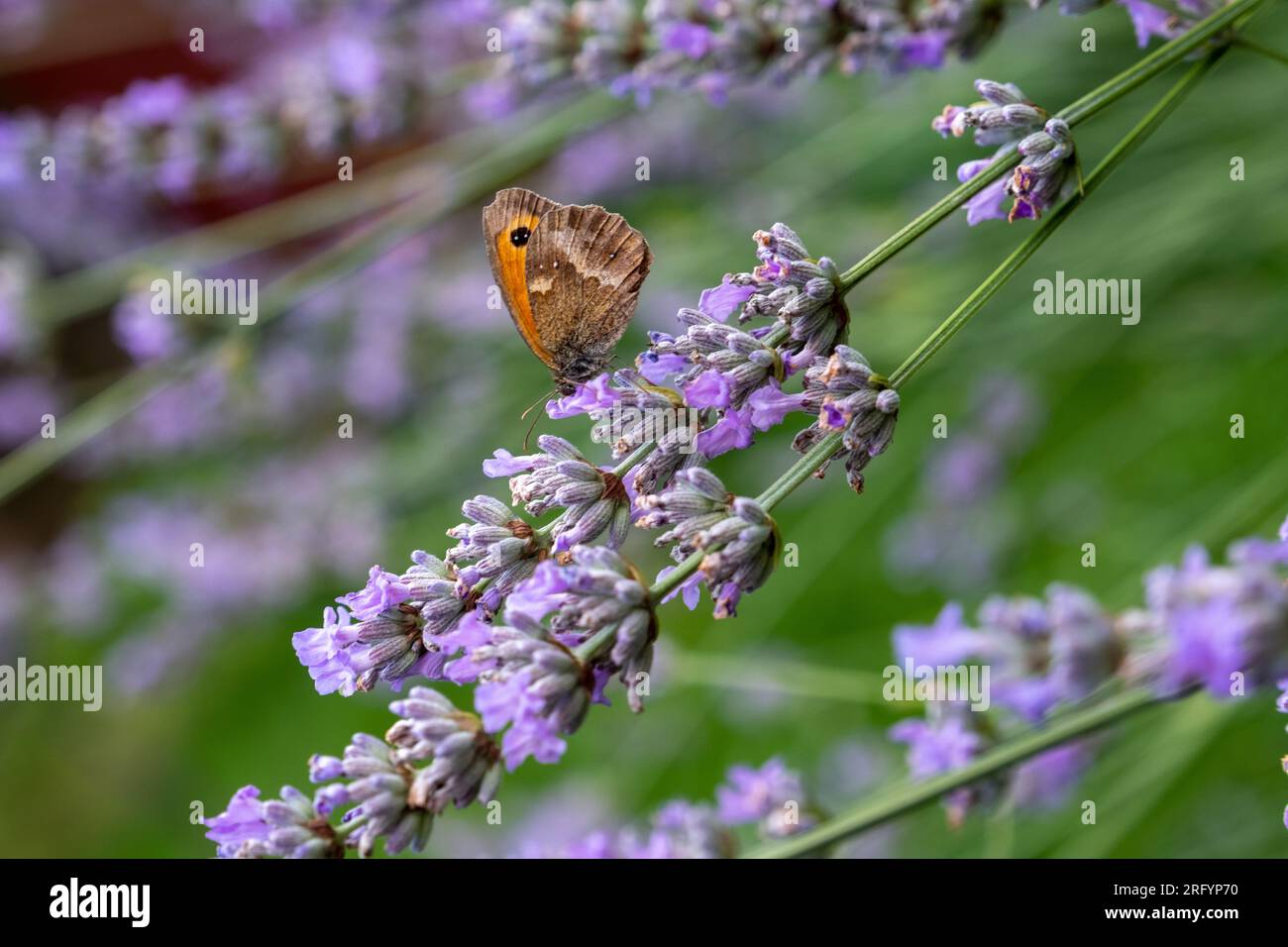 Gate Keeper Butterfly on Lavender bush Stock Photo