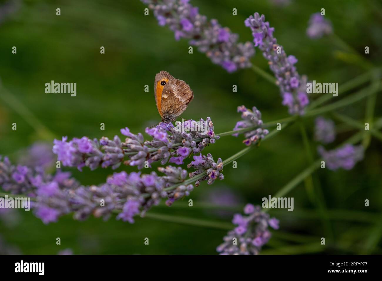 Gate Keeper Butterfly on Lavender bush Stock Photo