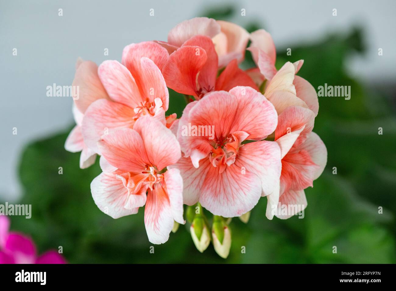 close-up image of Geranium, Pelargonium, Geranium, studio shot Stock Photo