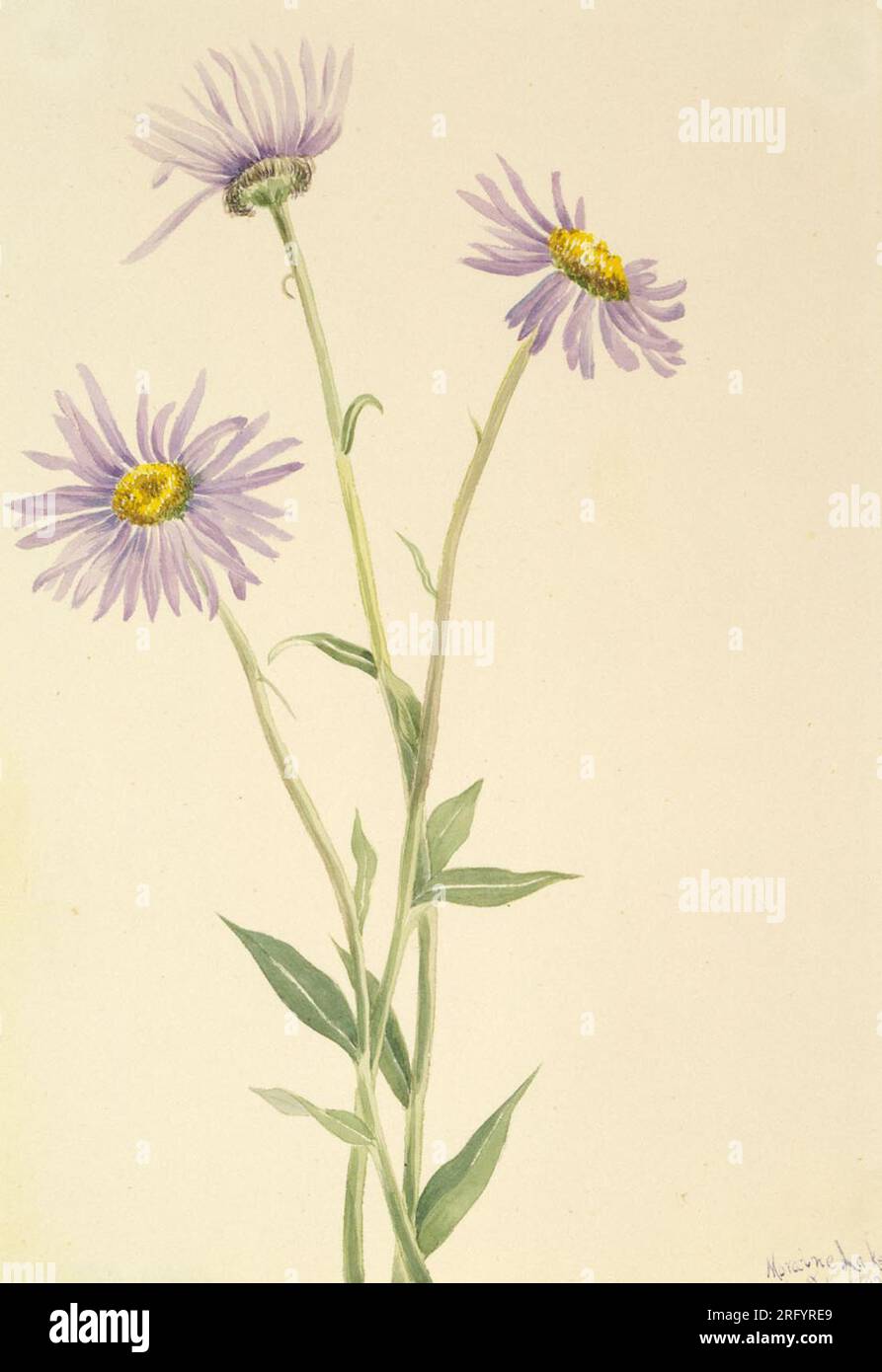 Showy Fleabane (Erigeron salsuginosus) 1902 by Mary Vaux Walcott Stock Photo