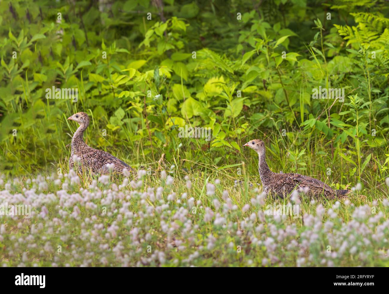 Two poults walking along the forest's edge in northern Wisconsin. Stock Photo