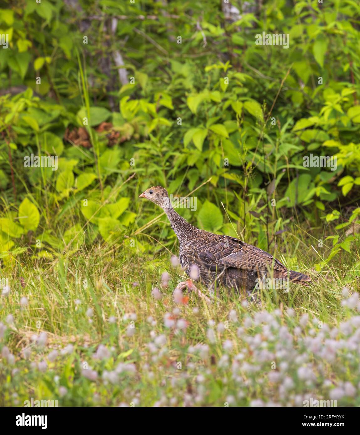 Poult running in a northern Wisconsin meadow. Stock Photo