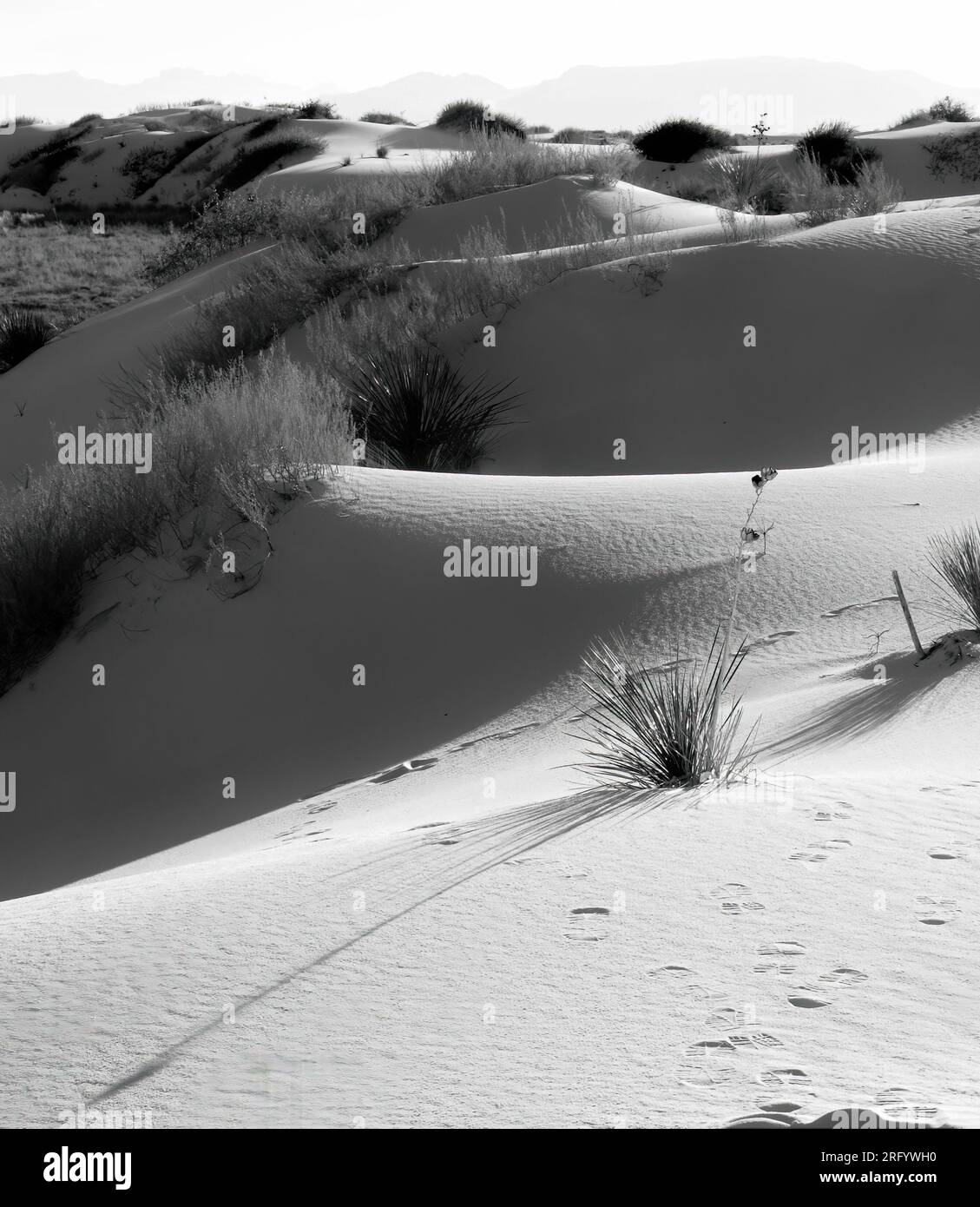 Monochrome of vertical dunes, shadow, and flora Stock Photo