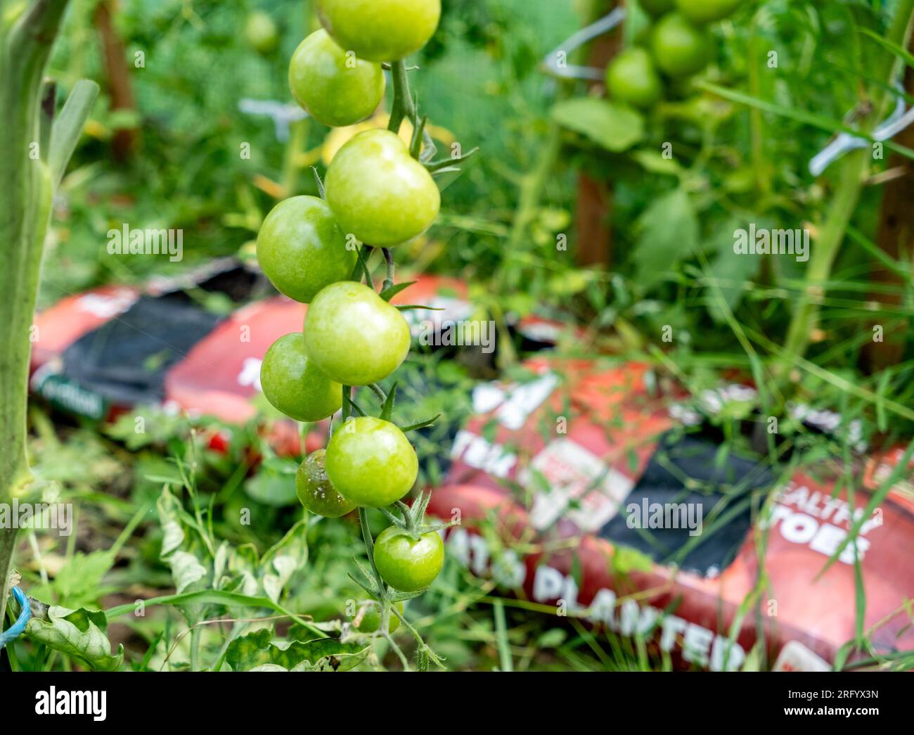 Close up of tomatoes growing in a grow bag in a polytunnel Stock Photo