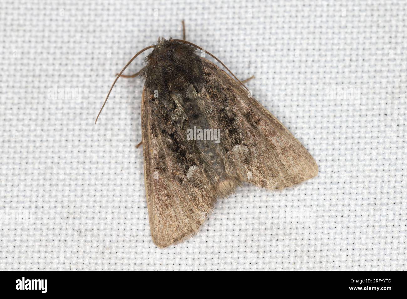 A moth sitting on the window curtain lured by the light into the house. Stock Photo