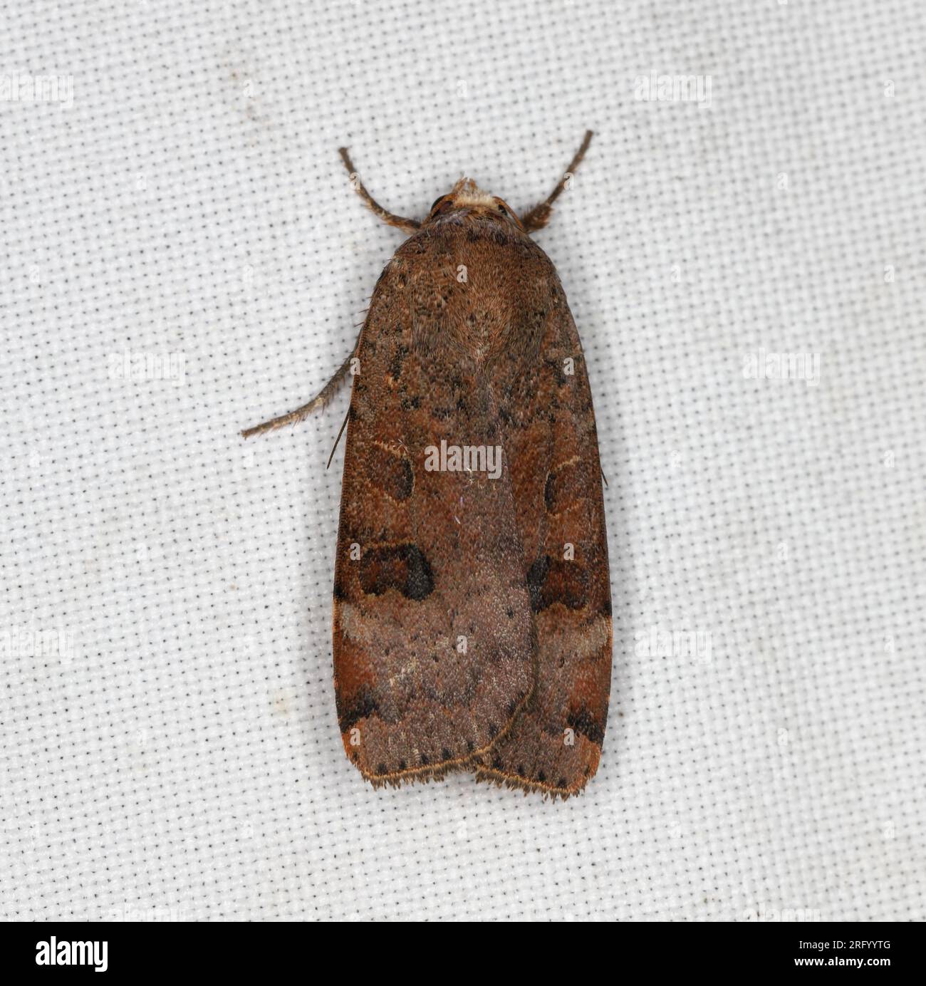 A moth sitting on the window curtain lured by the light into the house. Stock Photo