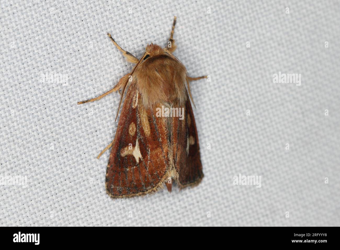 A moth (Cerapteryx graminis) sitting on the window curtain lured by the light into the house. Stock Photo
