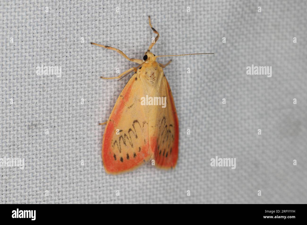 A moth (Miltochrista miniata) sitting on the window curtain lured by the light into the house. Stock Photo