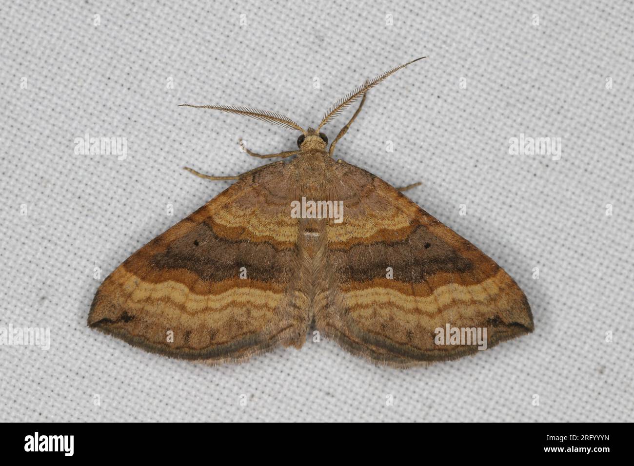 A moth (Scotopteryx chenopodiata)  sitting on the window curtain lured by the light into the house. Stock Photo