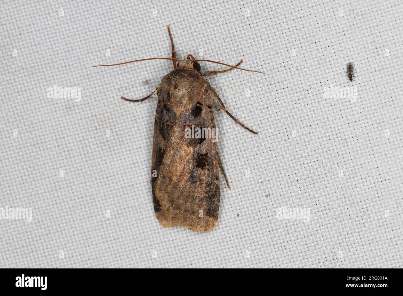 A moth (Noctua) sitting on the window curtain lured by the light into the house. Stock Photo
