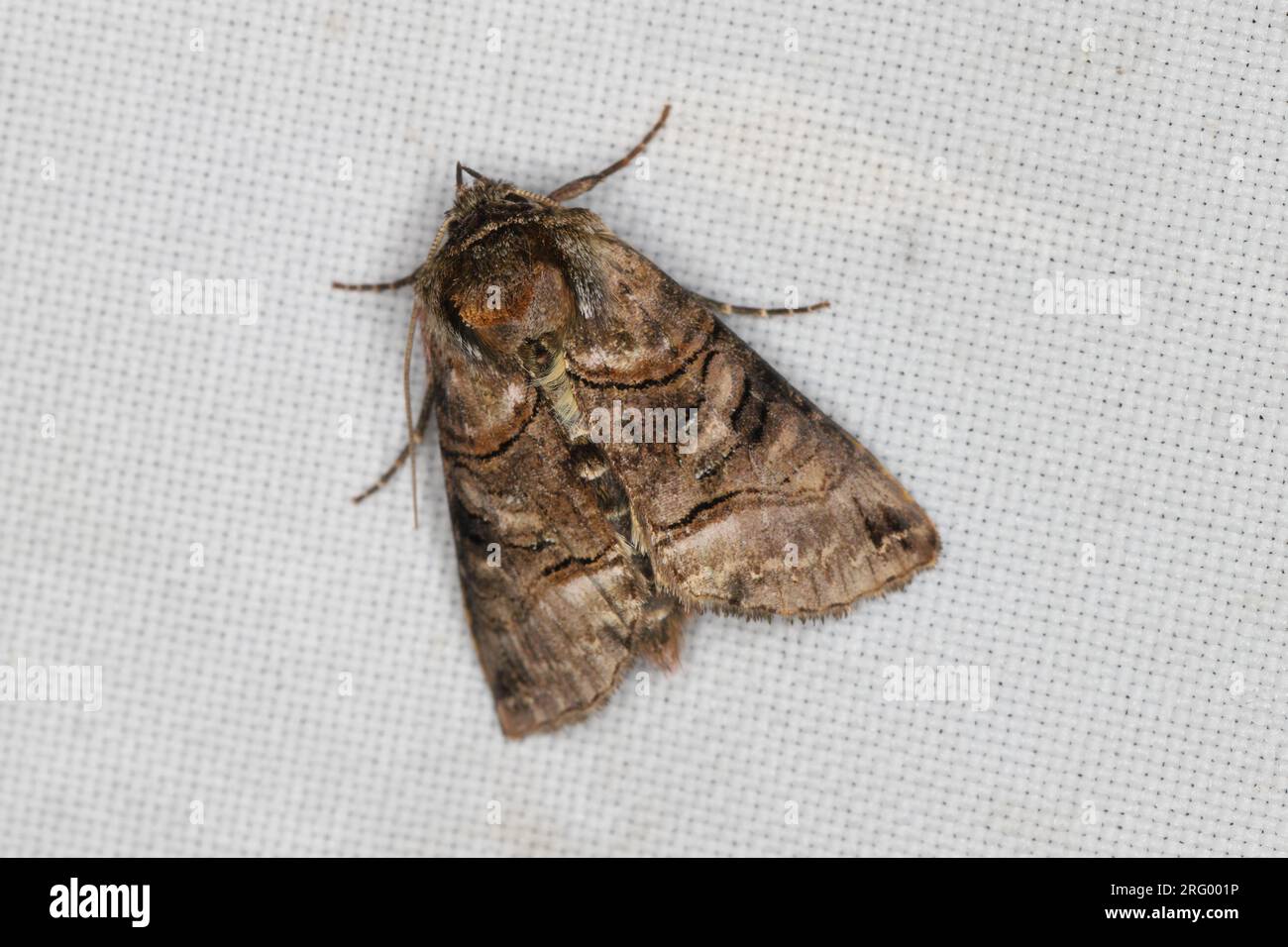 A moth (Abrostola) sitting on the window curtain lured by the light into the house. Stock Photo