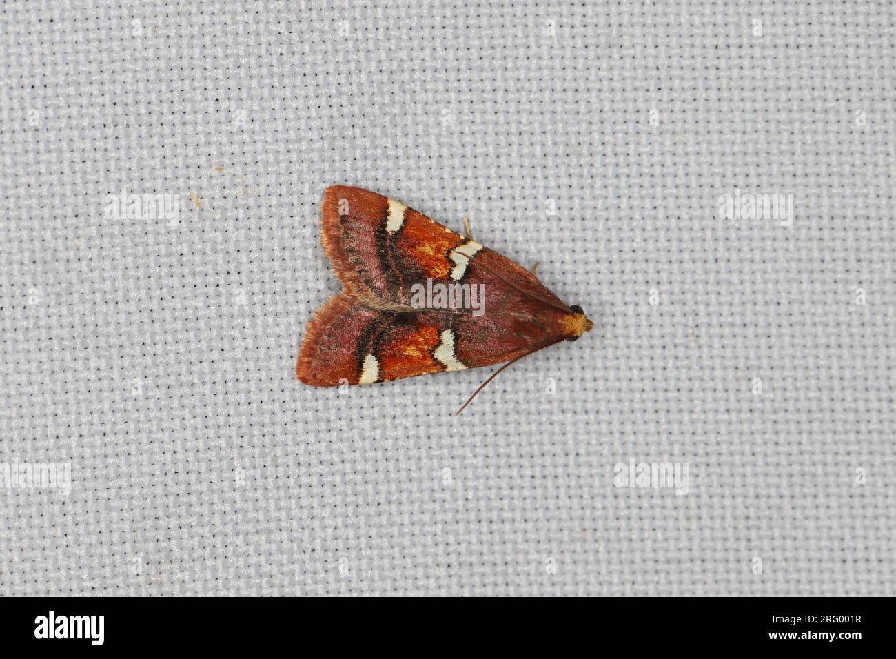 A moth (Pyralis) sitting on the window curtain lured by the light into the house. Stock Photo