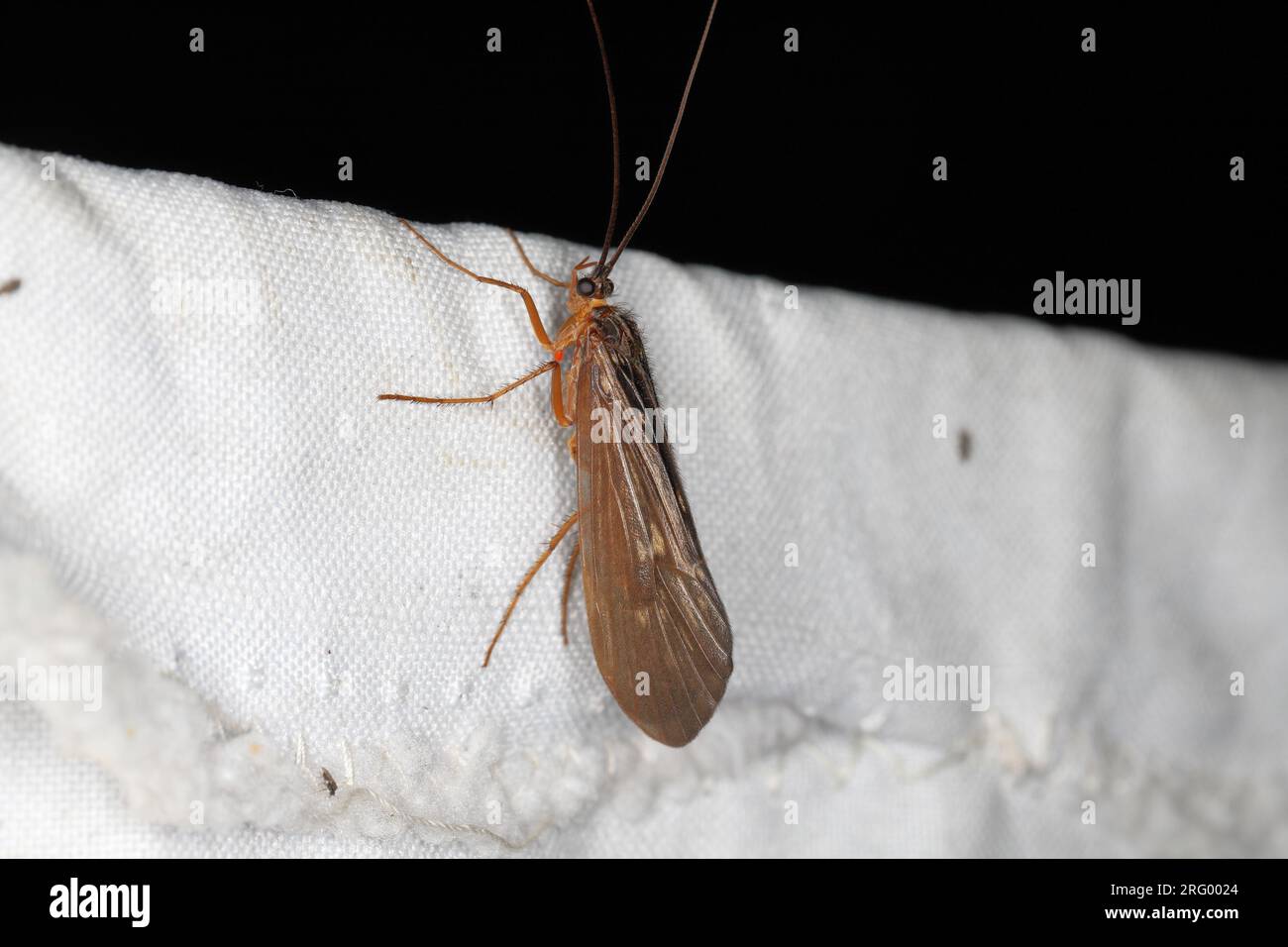 The caddisflie or order Trichoptera sitting on the window curtain lured by the light into the house. Stock Photo