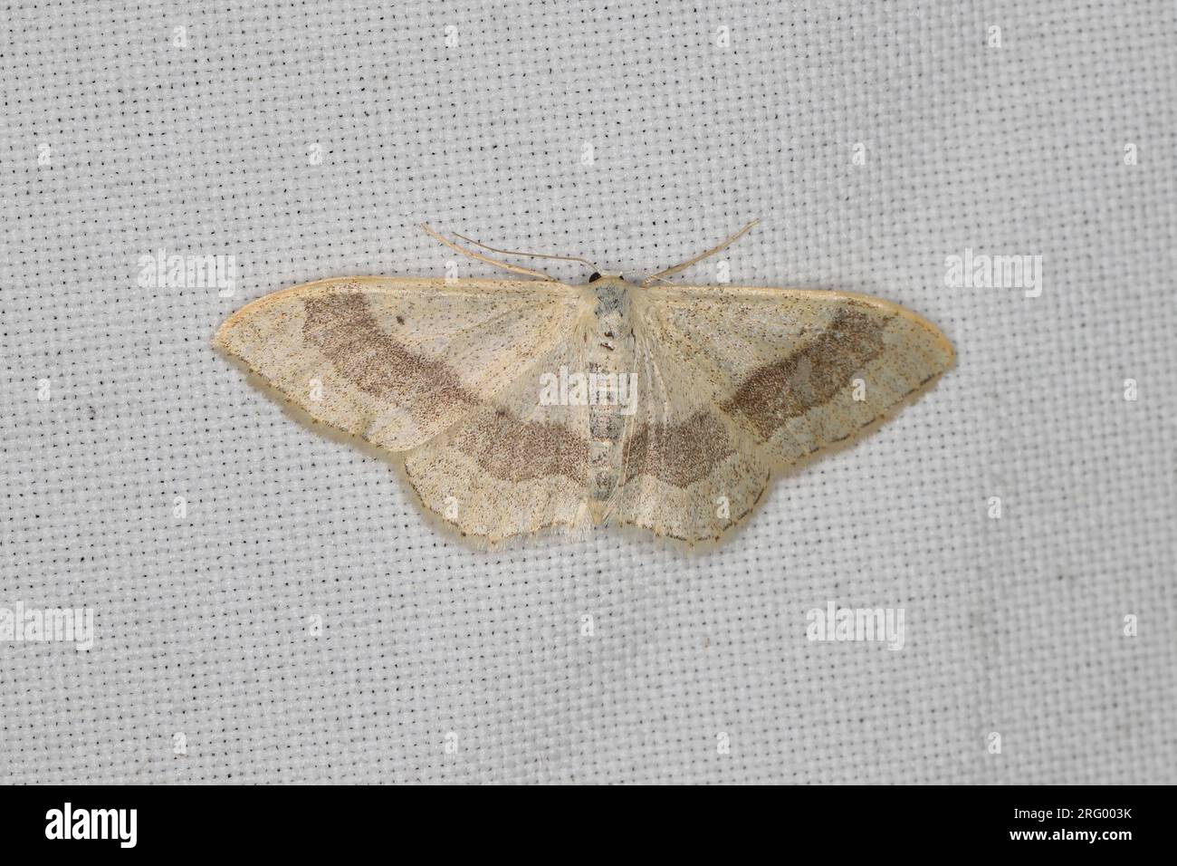 A moth sitting on the window curtain lured by the light into the house. Stock Photo