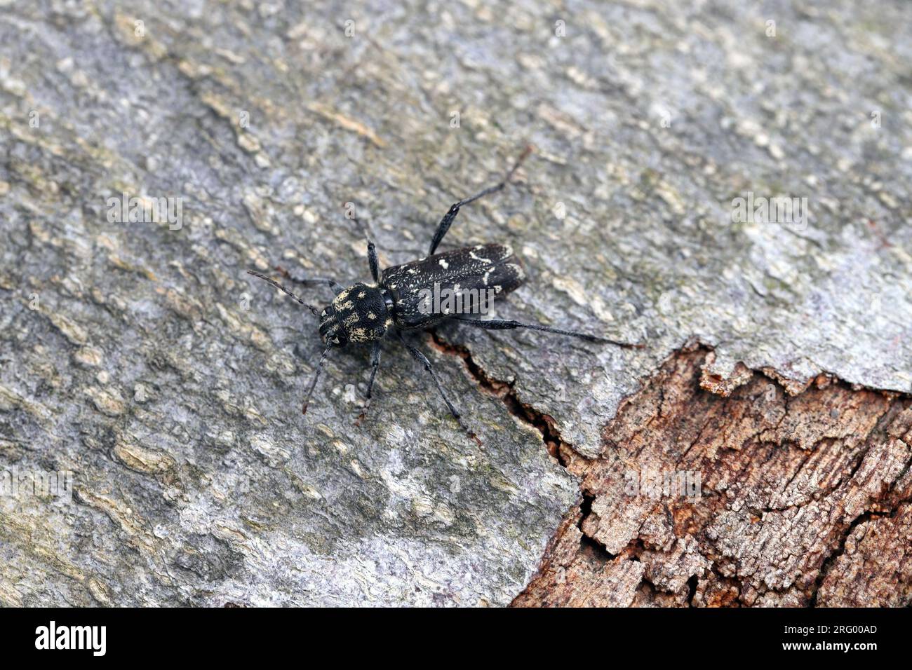 Aspen Zebra Beetle, Xylotrechus rusticus, a longhorned beetles of the family Cerambycidae. Stock Photo