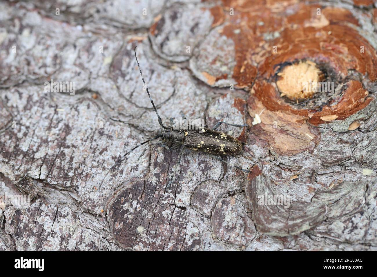 Longhorn Beetle (Monochamus sartor), female on wood. Stock Photo
