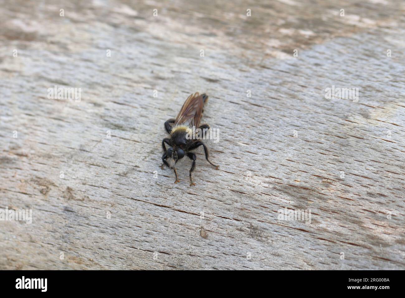 Raubfliege,females of Laphria ephippium. A large, ferocious fly from the Asilidae family, Robber fly. Stock Photo