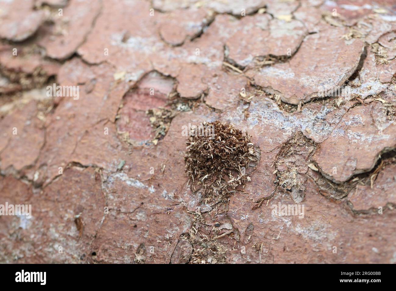 Sawdust sprinkled by a larva feeding on spruce wood. Longhorn Beetle (Monochamus sartor). Stock Photo