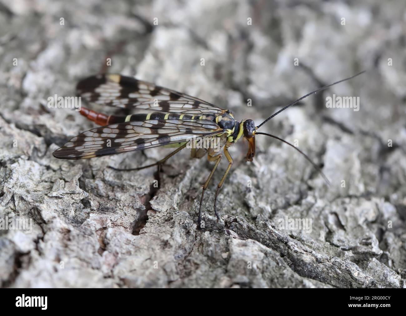 Female Scorpionfly Panorpa communis on the bark of a tree. Stock Photo