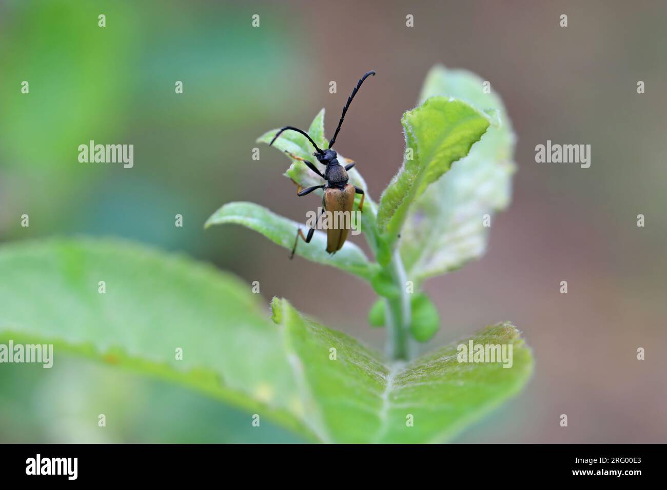 Male of Red-brown Longhorn Beetle (Stictoleptura rubra) on a leaf. Stock Photo