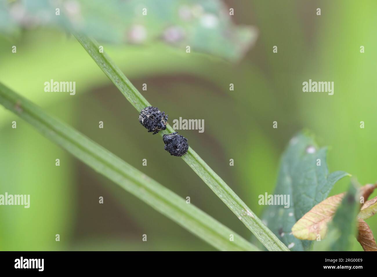 Figwort weevils (Cionus scrophulariae) on foodplant. Beetles in the family Curculionidae feeding on common figwort (Scrophularia nodosa). Stock Photo